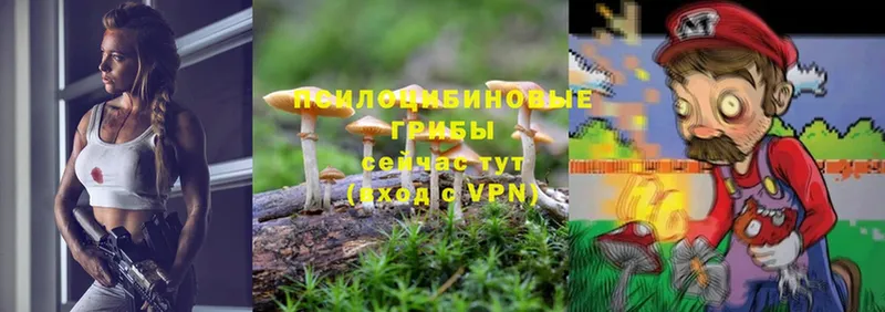 Псилоцибиновые грибы MAGIC MUSHROOMS  МЕГА зеркало  Нолинск  как найти закладки 